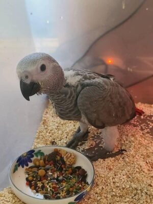 hand raised african grey parrots for sale