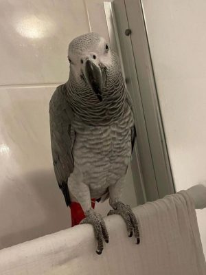 african grey for sale