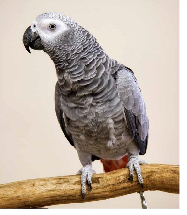 talking African gray parrot