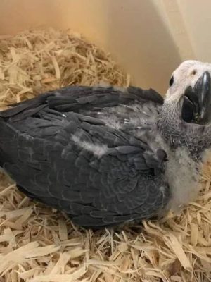 young african grey