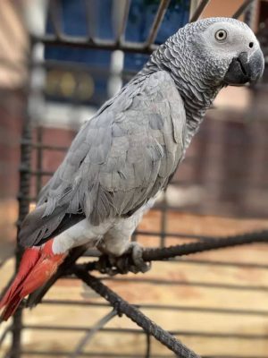 congo grey parrot