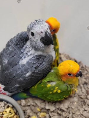 parrot chicks