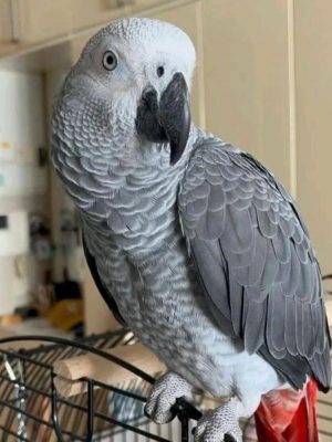 African Grey Parrot for Sale: Meet Vixen