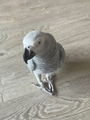 african gray